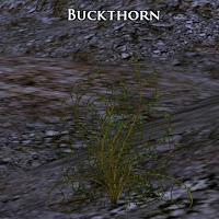 Buckthorn