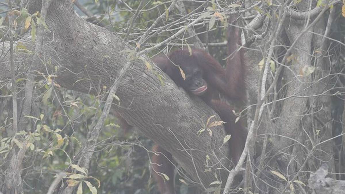 orangutan di pulau Kaja