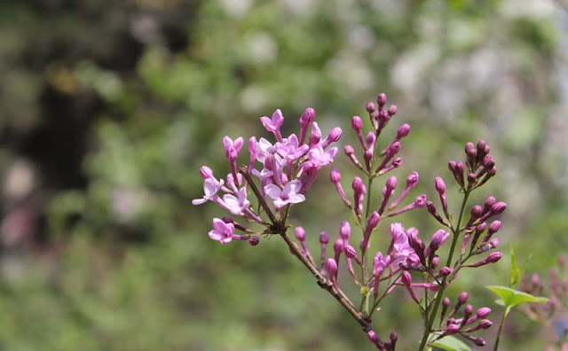 Lilac Flowers Pictures