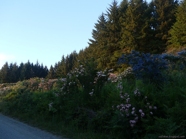 azalea and road