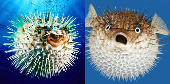 Gambar September 2012 Setiawan Berbagi Racun Ikan Gambar September 2012 Setiawan Berbagi Racun Ikan