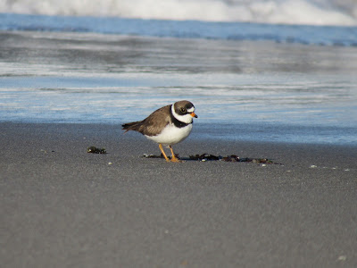 Semipalmated Plover