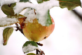 Яблоня припорошенная первым снегом