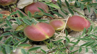 Ground plum fruit images wallpaper