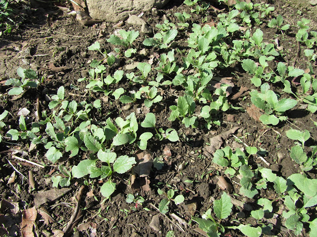 Piante Raphanus sativus