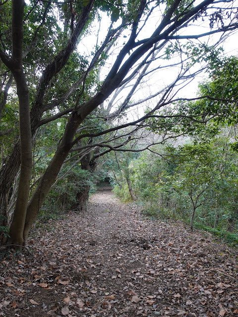 五本松公園に向かうウォーキングコース