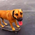 Pas obalu obilazi na svom - skateboardu