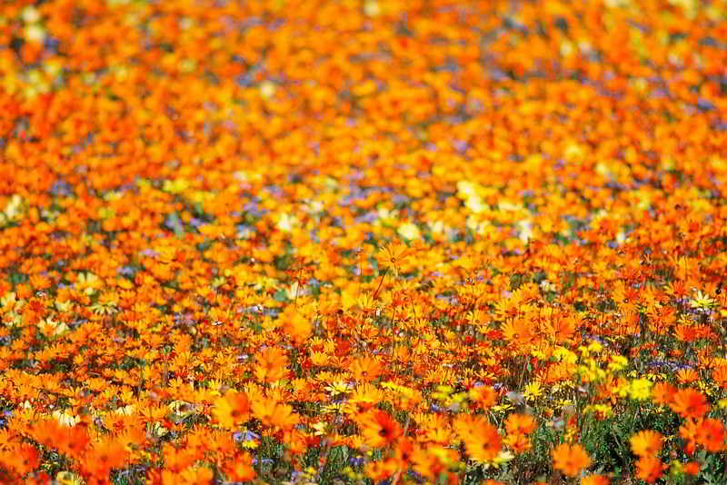 hay-fever daisies