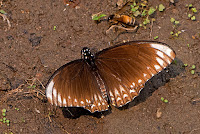 Papilio clytia f.papone