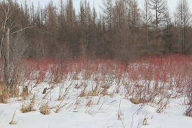 red osier dogwood (late February 2013) 