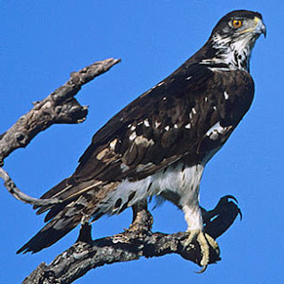 aguila azor africana Hieraaetus spilogaster Aquila spilogaster