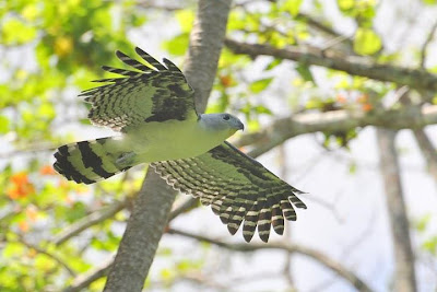 rapaces de Argentina Milano cabeza gris Leptodon cayenensis