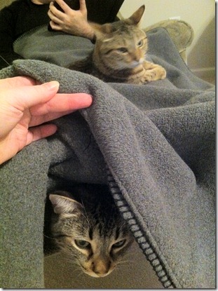 full lap of kitties