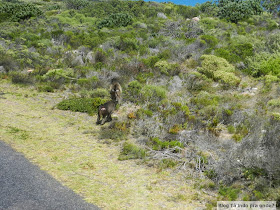 babuínos no Cabo da Boa Esperança