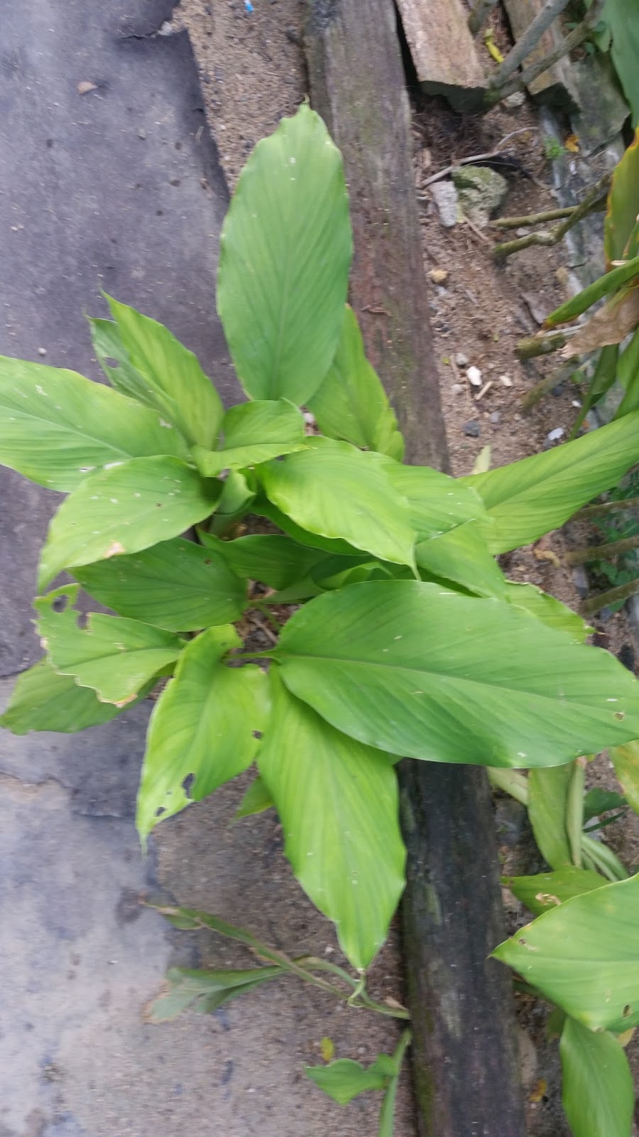 Warisan Petani: Pokok Kunyit.