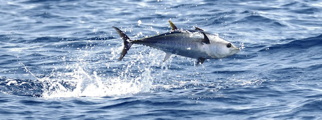 Tuna is a group of marine fish of the Smokbrian family.
