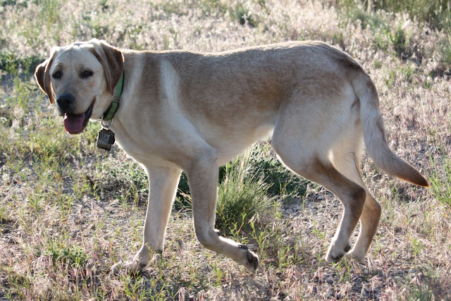 Backlit by the sun Paris wanders through a field of soft wild grasses.