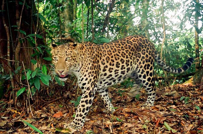 THE ANIMAL WILDLIFE MACAN TUTUL JAWA java leopard 