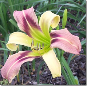 Spider-2 04-21-12 Daylilies 052[1]