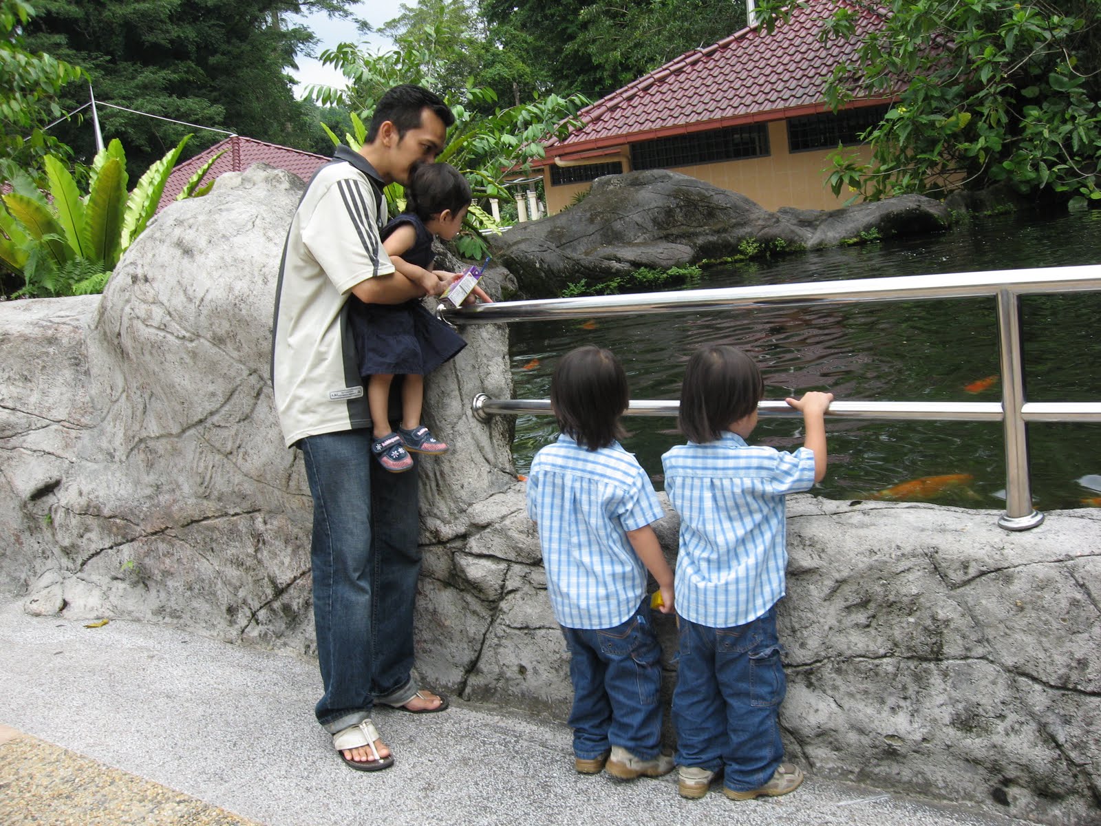  KOLAM  IKAN  HIASAN  Kolam  Ikan  Hiasan 