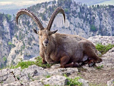 Markhor's life story مارخور کی زندگی کی کہانی