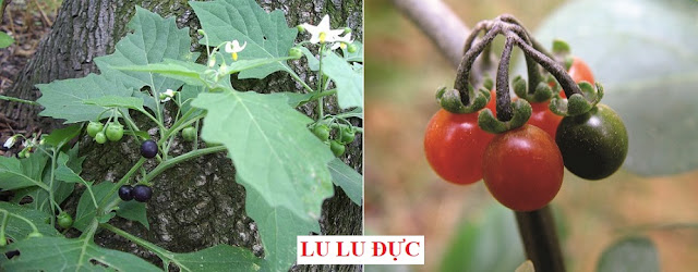 CÂY RAU LÀM THUỐC - LU LU ĐỰC - Solanum nigrum