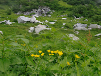 花園（ミヤマキンポウゲ）