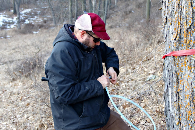 prepping the spile for maple tree tapping