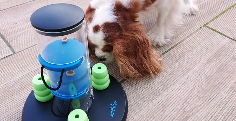  On a testé : Le Dog Activity Gambling Tower de Trixie