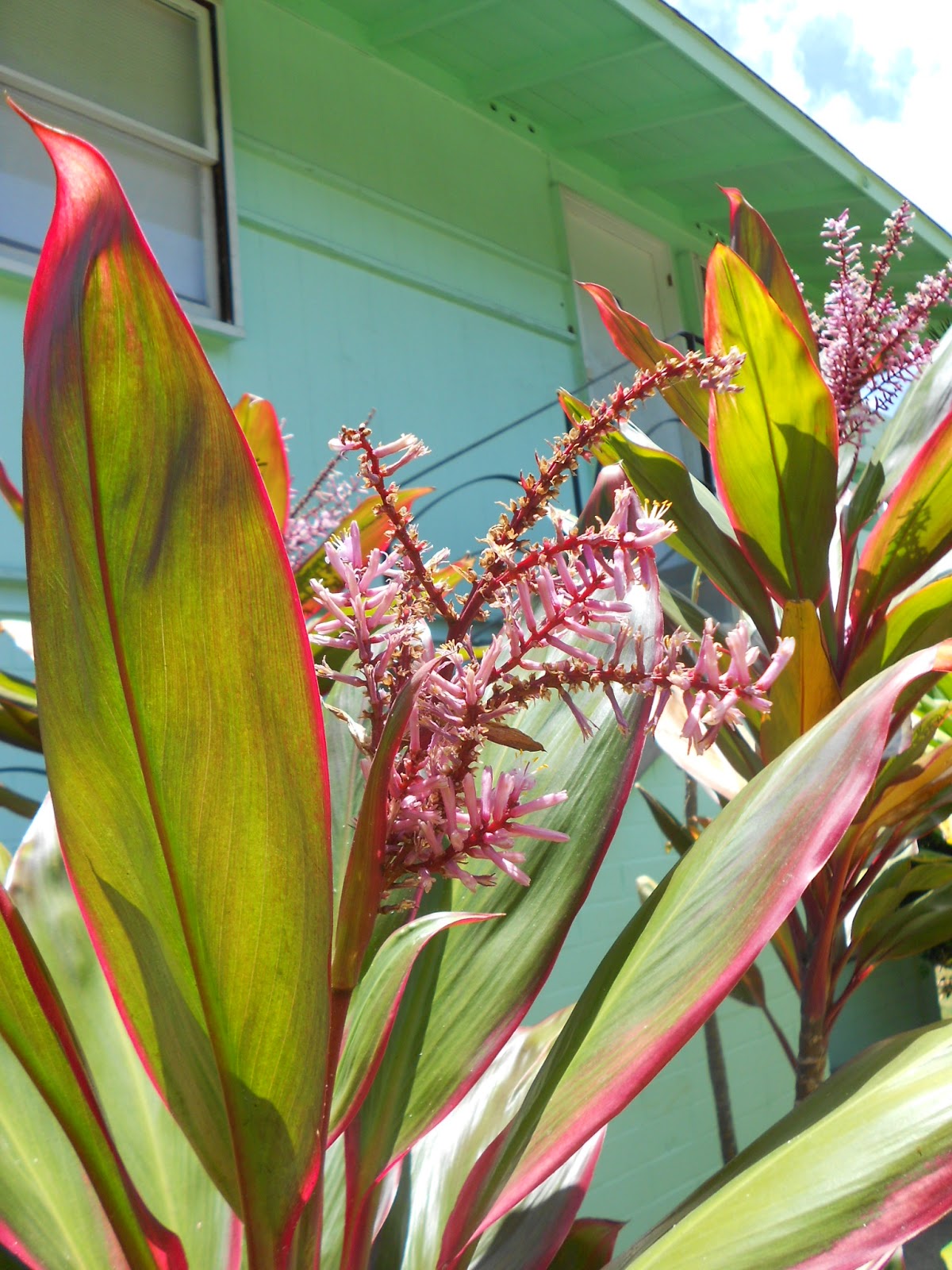 まか ウラのhawaii日記 魔除けの葉っぱ ｔｉの花