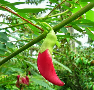 Món ăn ngon: Canh chua gà bông so đũa