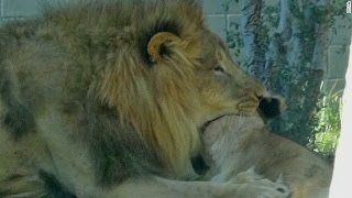 Dallas zoo lioness choked by lions