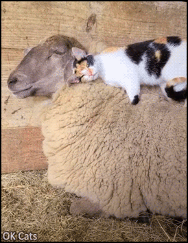 Funny Cat GIF • Cat rubs her face in sheep wool and messages her shoulders [ok-cats.com]