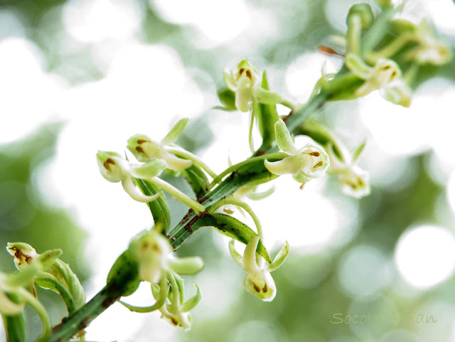 Platanthera minor