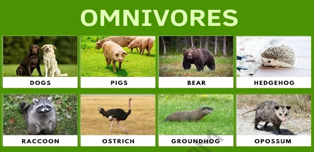 Omnivores Animals Name List