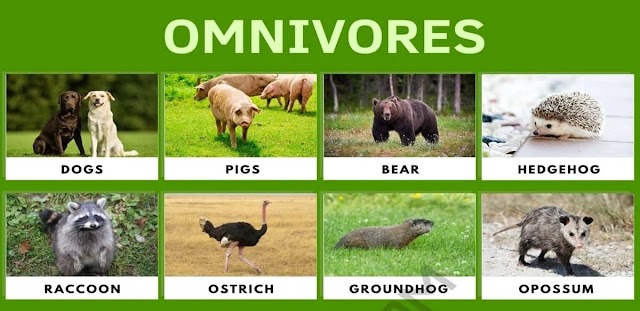 Omnivores Animals Name List PDf | New List of 120 + Omnivores Animals Name with Images