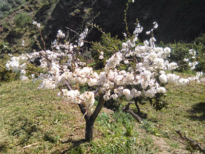 ciruelo en flor