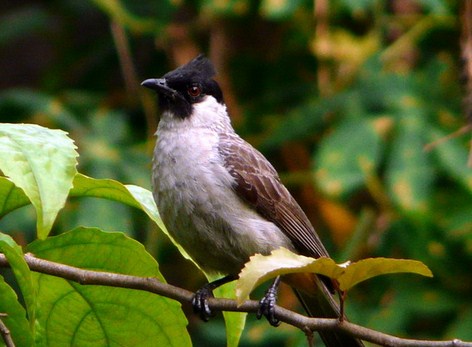 Jenis Burung Kutilang Dan Keunikanya