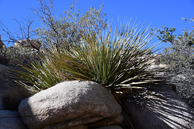 Joshua Tree National Park