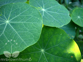 Leaves of climbing nasturtium in my garden