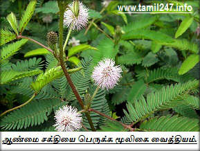 ஆண்மை சக்தியை பெருக்க மூலிகை வைத்தியம்.  