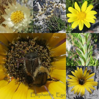 September daisies at Cape Point