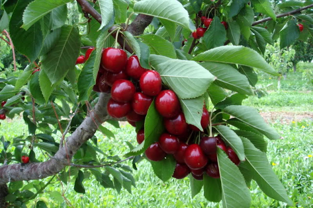 Hạt giống Anh Đào Cherry