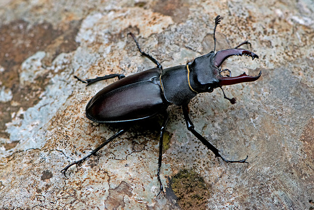 Lucanus cervus the Stag Beetle