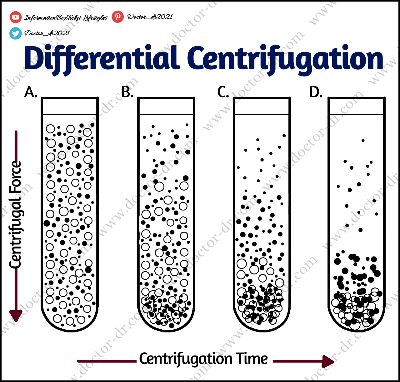 Differential centrifugation It sorts elements by form, size, and density. A suspension of particles of various densities or sizes will sediment at different rates, with bigger and denser particles sedimenting faster. A series of pellets holding cells with a declining sedimentation rate will result from a series of increasing centrifugal force cycles on a cell suspension.