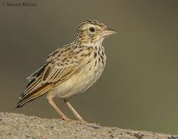 birds name in hindi