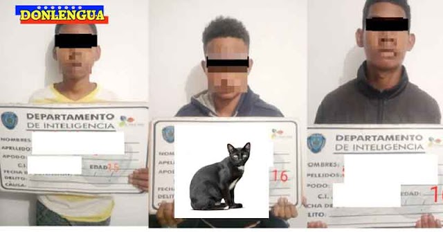 CAPTURADOS | Tres menores chaburros quemaron vivo a un gato en Maturín