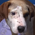 A dog was rescued from a Monster!