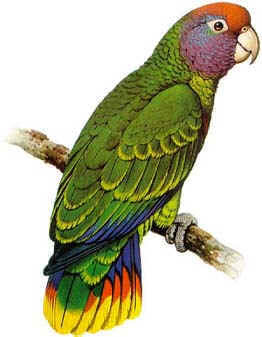 Red spectacled Parrot