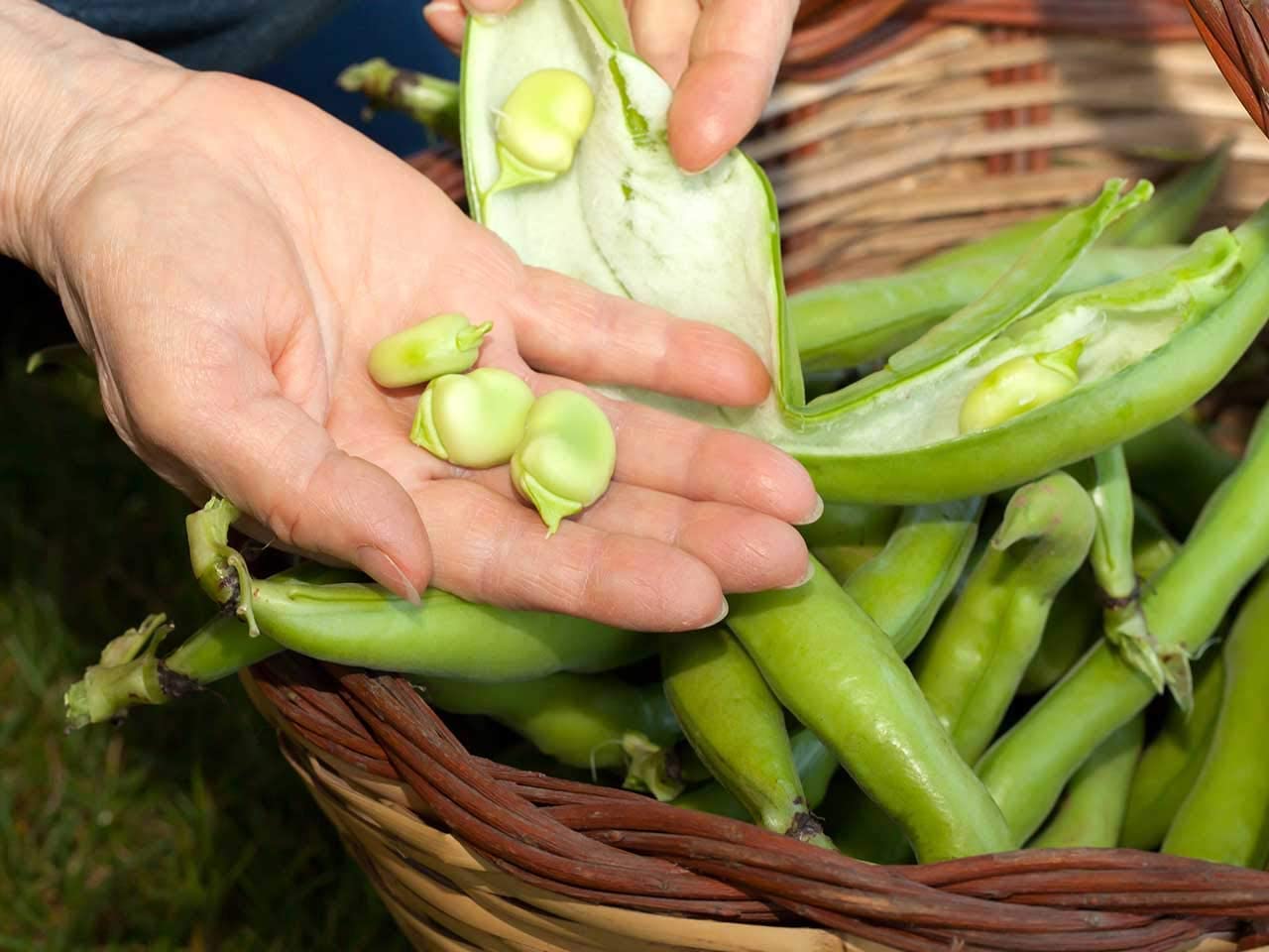 An excellent broad bean seed variety, it produces long pods, giving high yields of well flavoured beans. Performs well in low light conditions and is hardy, this broad bean is great.